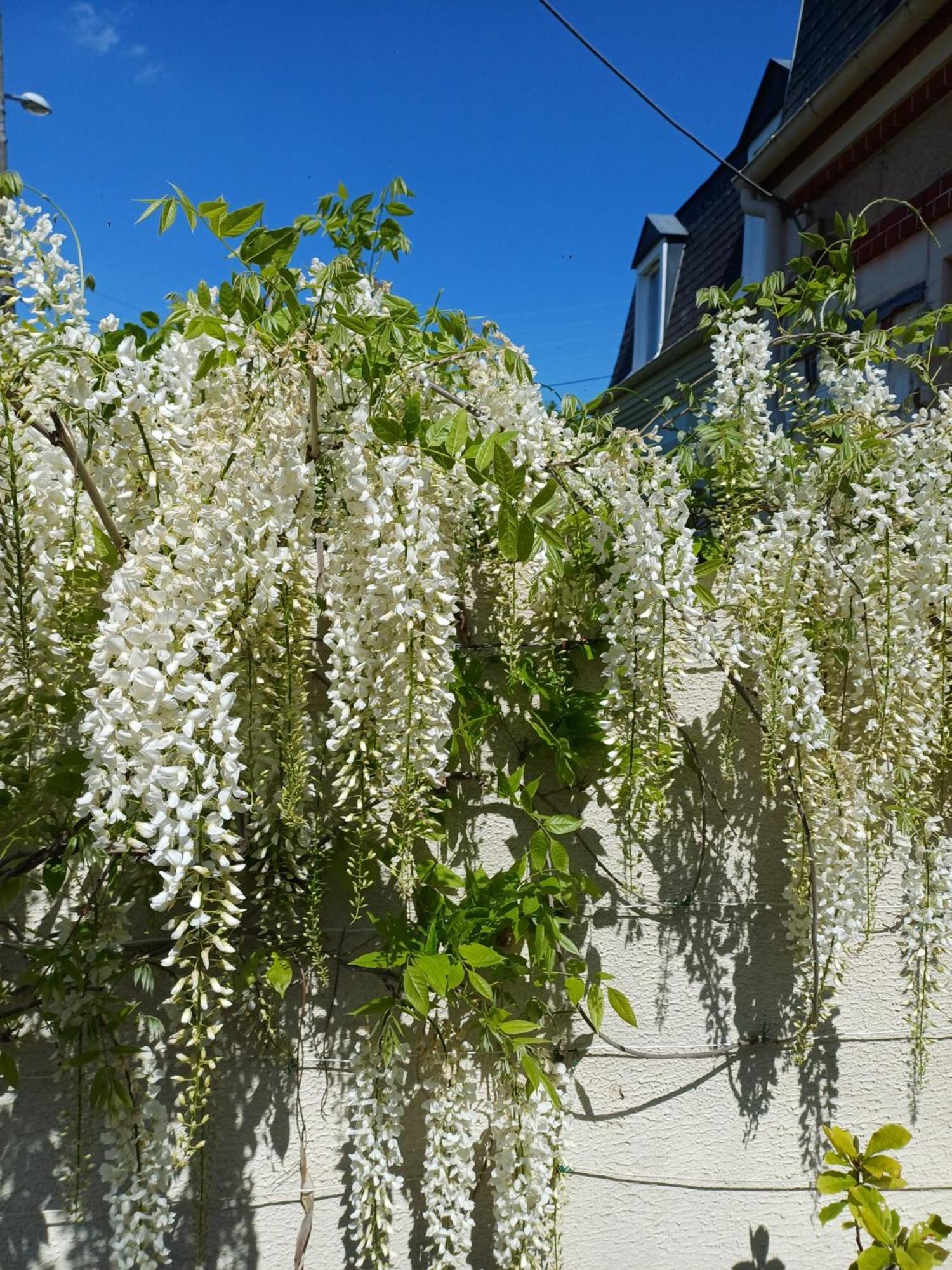 La Maison Des Magnolias Trouville-sur-Mer Εξωτερικό φωτογραφία